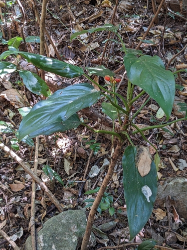 Aglaonema simplex (Aglaonema simplex)
