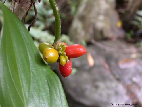 Aglaonema simplex (Aglaonema simplex)