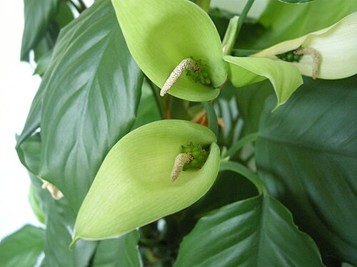 Aglaonema simplex: unidentified green flower
