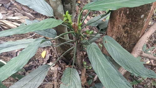 Aglaonema simplex (Aglaonema simplex)