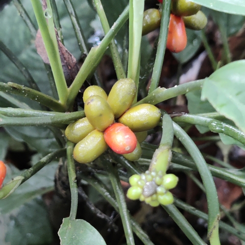 Aglaonema simplex (Aglaonema simplex)
