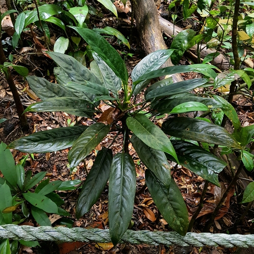 Aglaonema simplex (Aglaonema simplex)