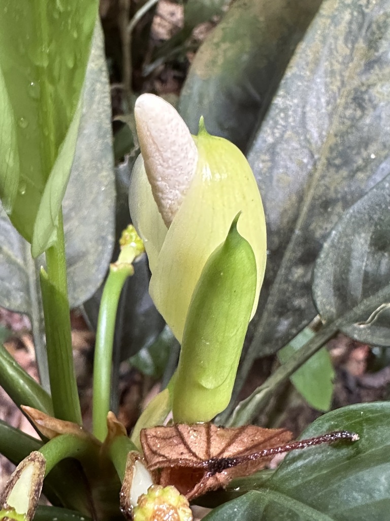 Aglaonema simplex (Aglaonema simplex)