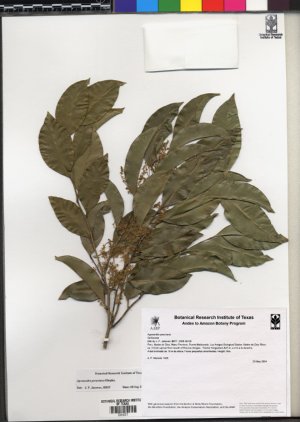 Agonandra peruviana: Agonandra peruviana, herbarium material