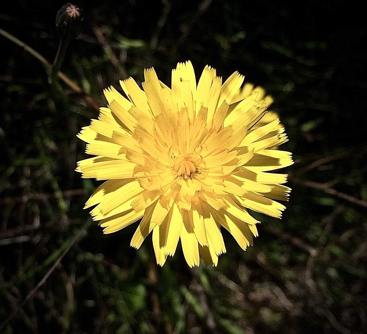 Woolly goat chicory: Happy New Year! May yours (and mine) be happy, prosperous & full of flowers! Agoseris apargioides, or seaside false-dandelion, I think. Near Cambria, CA.