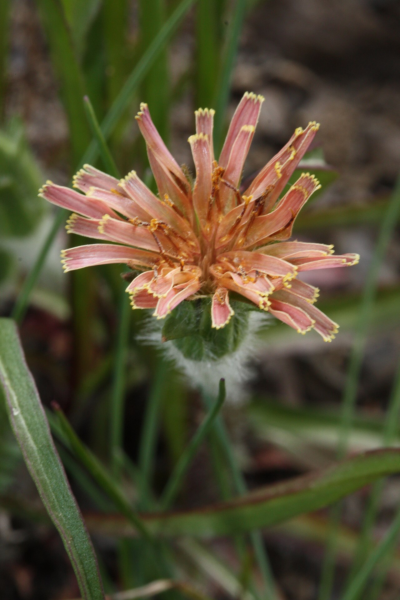 Orange agoseris: Orange Agoseris, Slender Agoseris