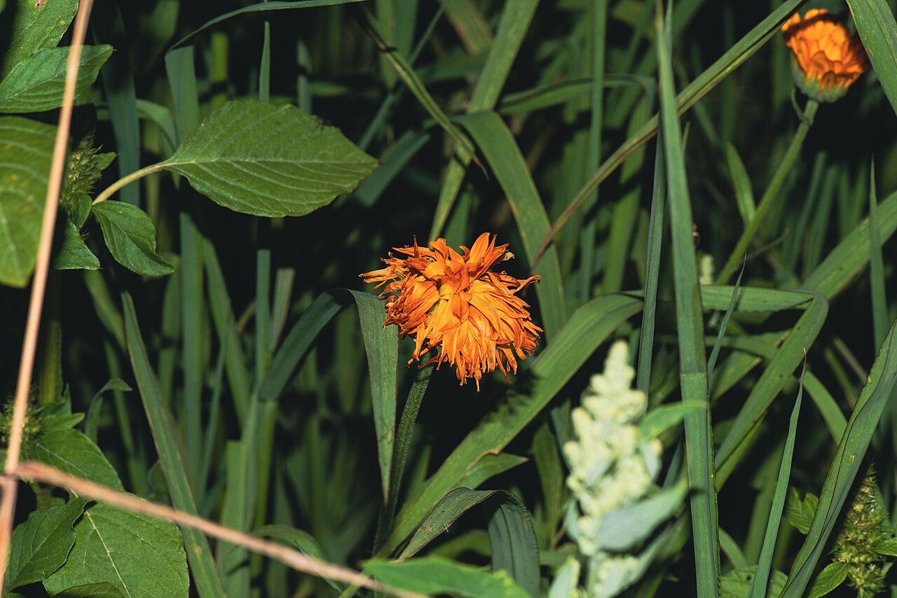 Orange agoseris: Eine Agoseris aurantiaca bei einem Feld in Garching bei München, südlich von Hochbrück.