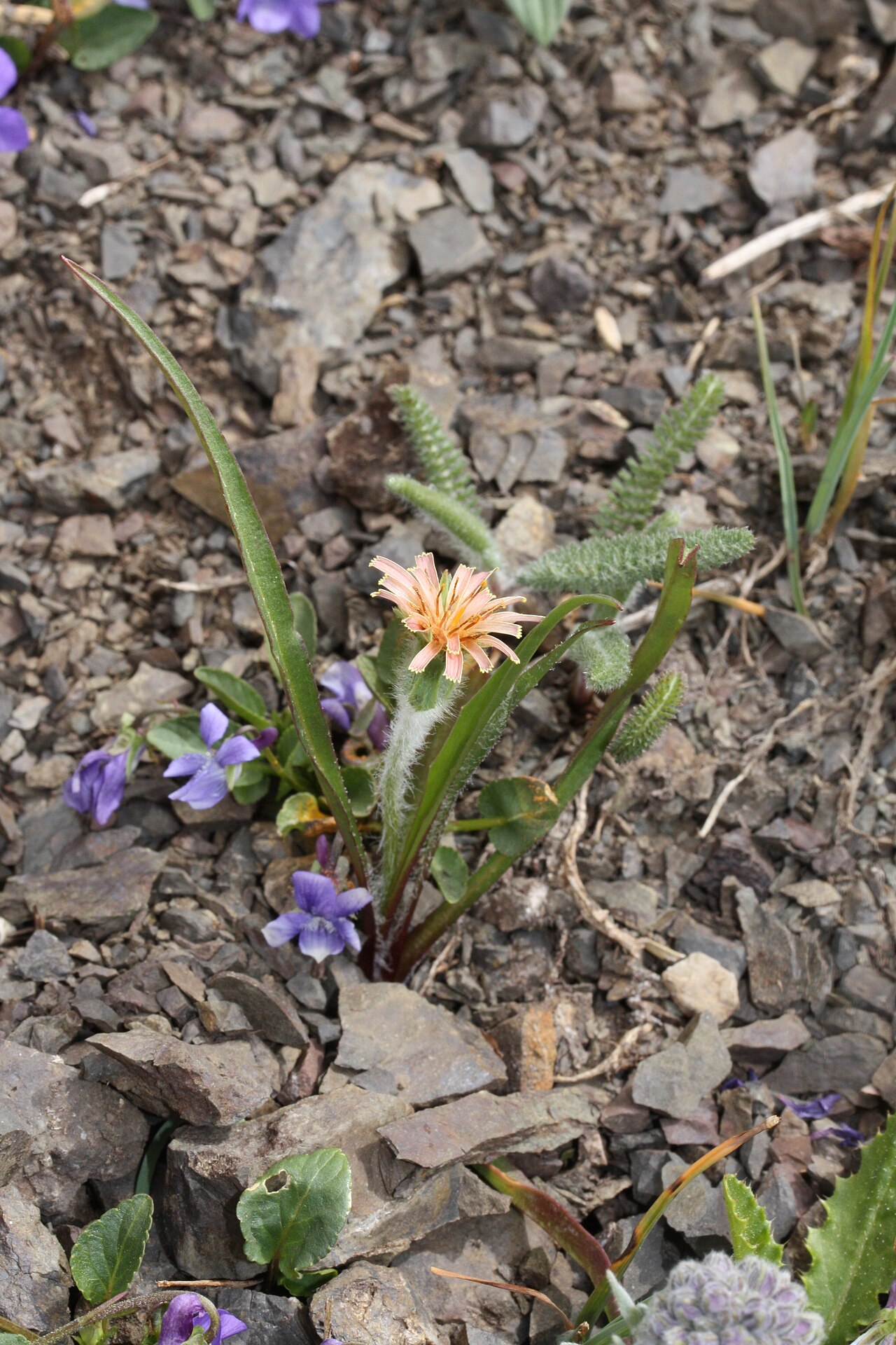 Orange agoseris: Orange Agoseris, Slender Agoseris