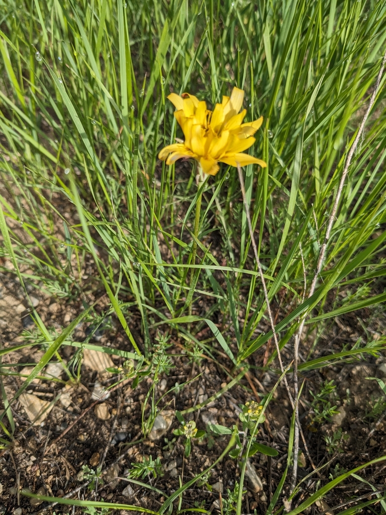Pale agoseris (Agoseris glauca)