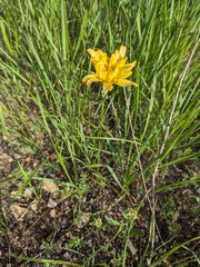 Pale agoseris (Agoseris glauca)