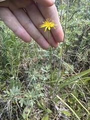 Pale agoseris (Agoseris glauca)