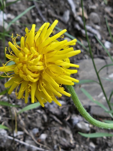 Pale agoseris (Agoseris glauca)