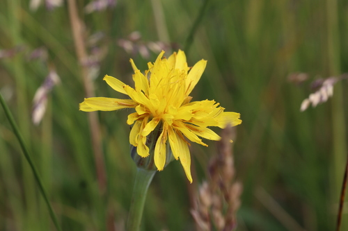 Pale agoseris (Agoseris glauca)