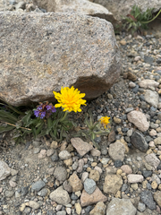 Pale agoseris (Agoseris glauca)