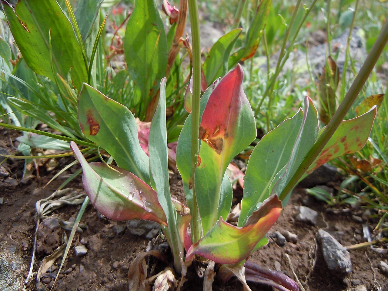 Pale agoseris: The leaf margins typically green and glabrous and not distinctly lined with hairs.