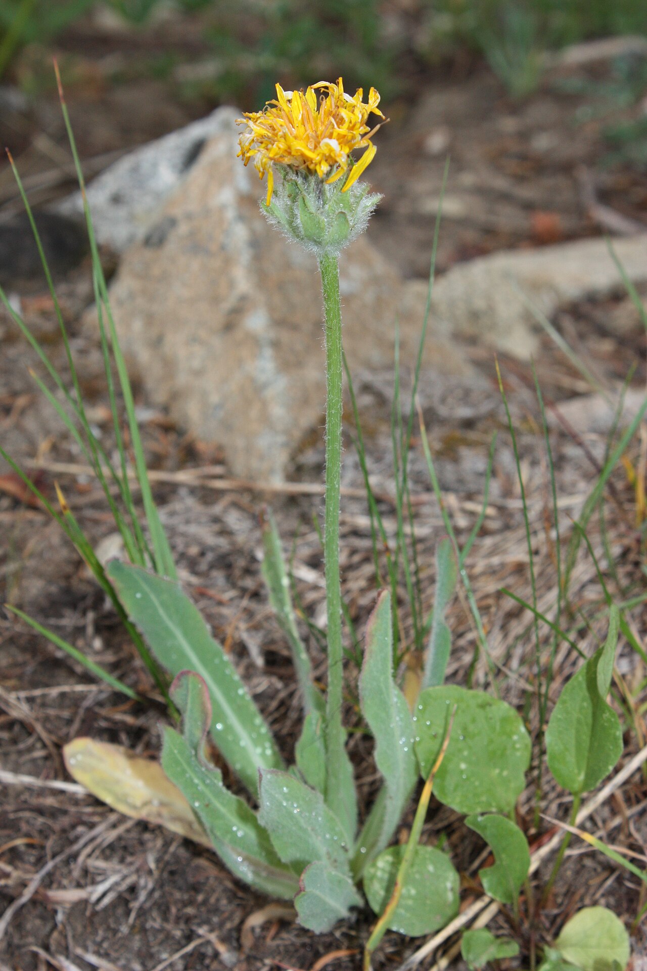 Pale agoseris: Pale Agoseris, Field Agoseris