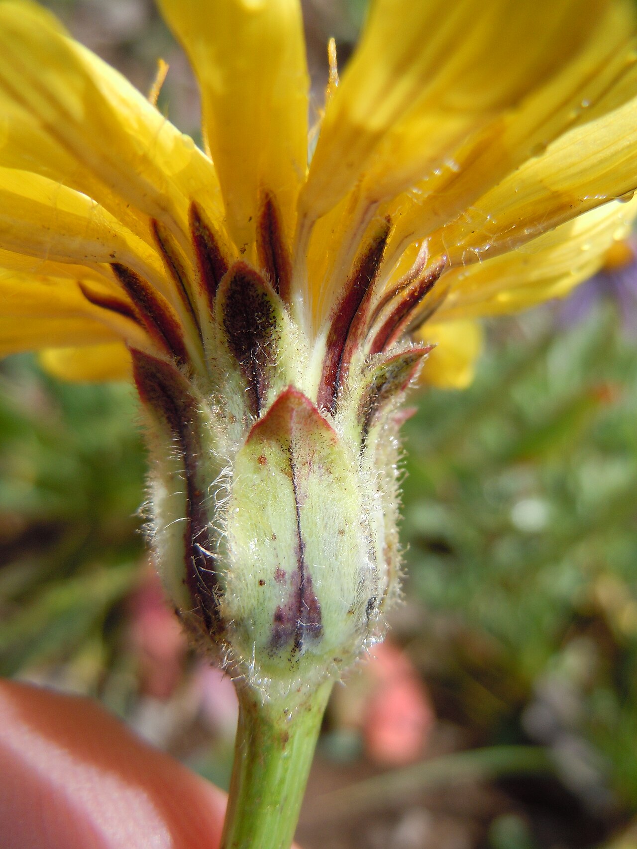 Pale agoseris: The involucral bracts are broad and hairy especially along the margins.