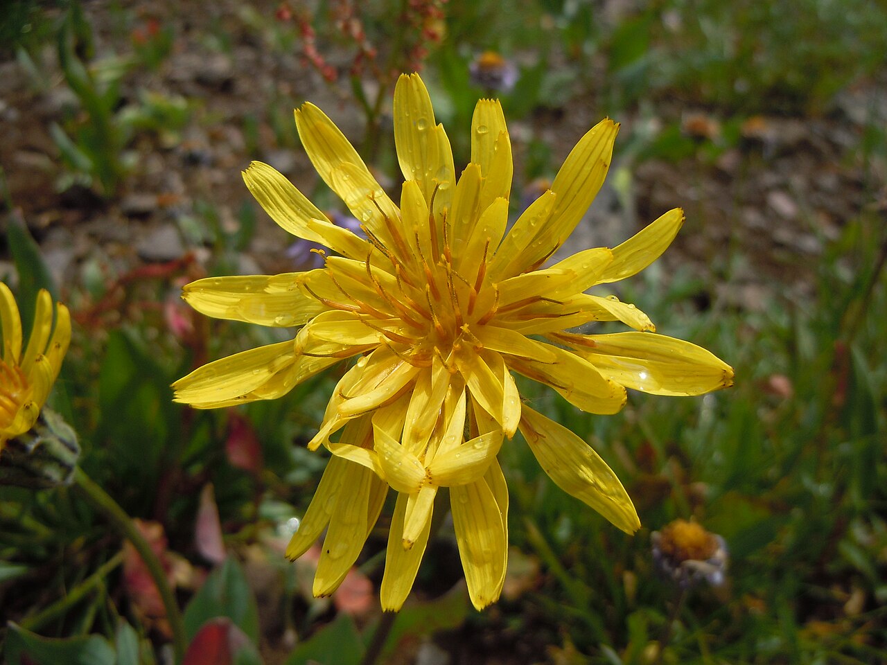 Pale agoseris: The heads comprise only yellow ray flowers