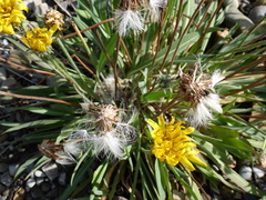 Pale agoseris (Agoseris glauca)