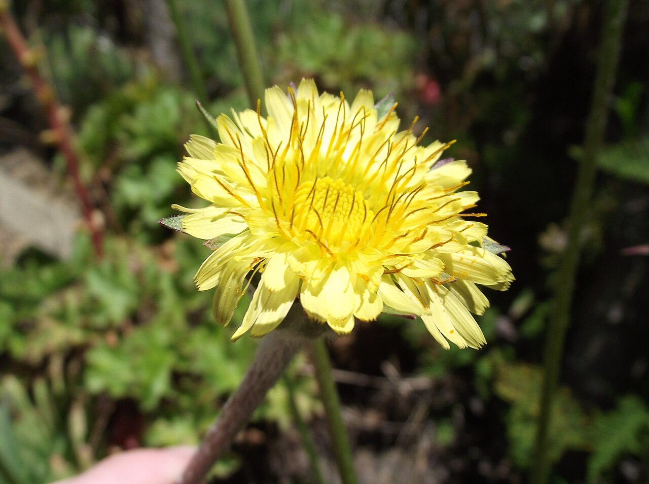 Bigflower agoseris: Agoseris grandiflora at the UC Botanical Garden, Berkeley, California, USA. Identified by sign.