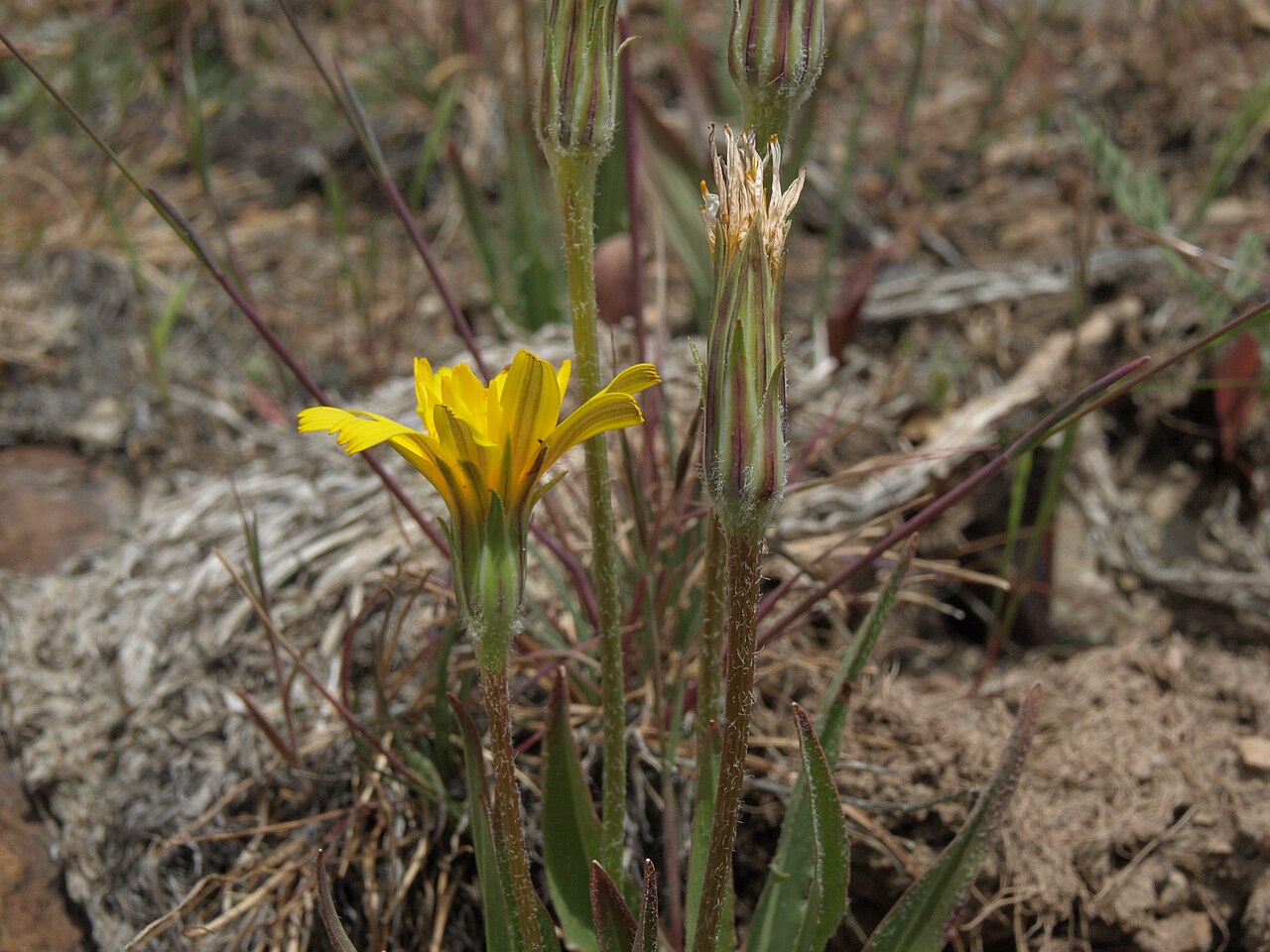 Bigflower agoseris: big mountain dandelion, Agoseris grandiflora, Pine Nut Mountains, elevation 1805 m