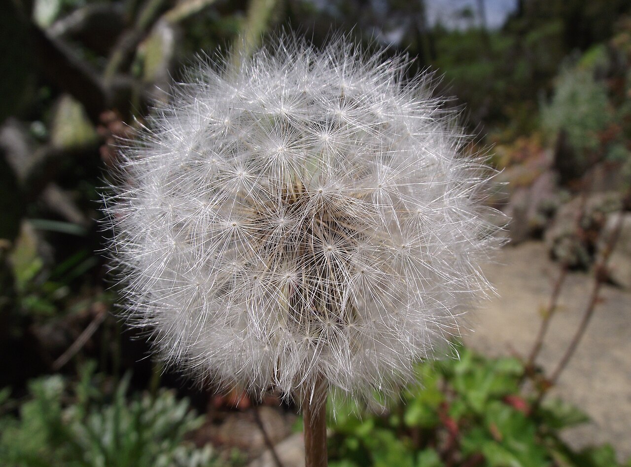 Bigflower agoseris: Agoseris grandiflora at the UC Botanical Garden, Berkeley, California, USA. Identified by sign.