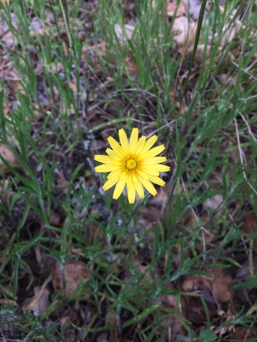 Annual agoseris (Agoseris heterophylla)