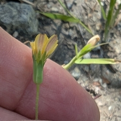 Annual agoseris (Agoseris heterophylla)