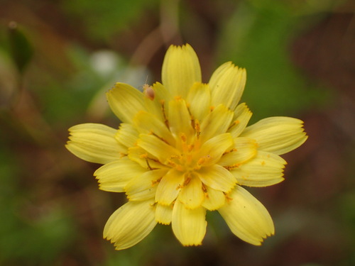 Annual agoseris (Agoseris heterophylla)