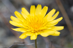 Annual agoseris (Agoseris heterophylla)