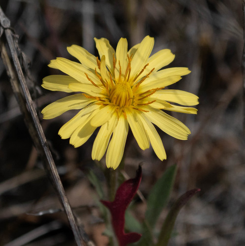 Annual agoseris (Agoseris heterophylla)