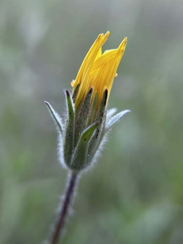 Annual agoseris (Agoseris heterophylla)