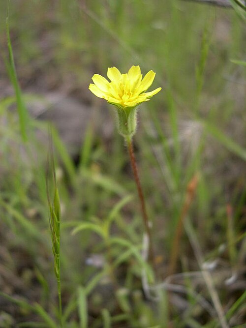 Annual agoseris: Agoseris_heterophylla-5-10-05