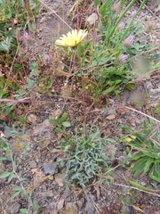 Agoseris hirsuta (Agoseris hirsuta)