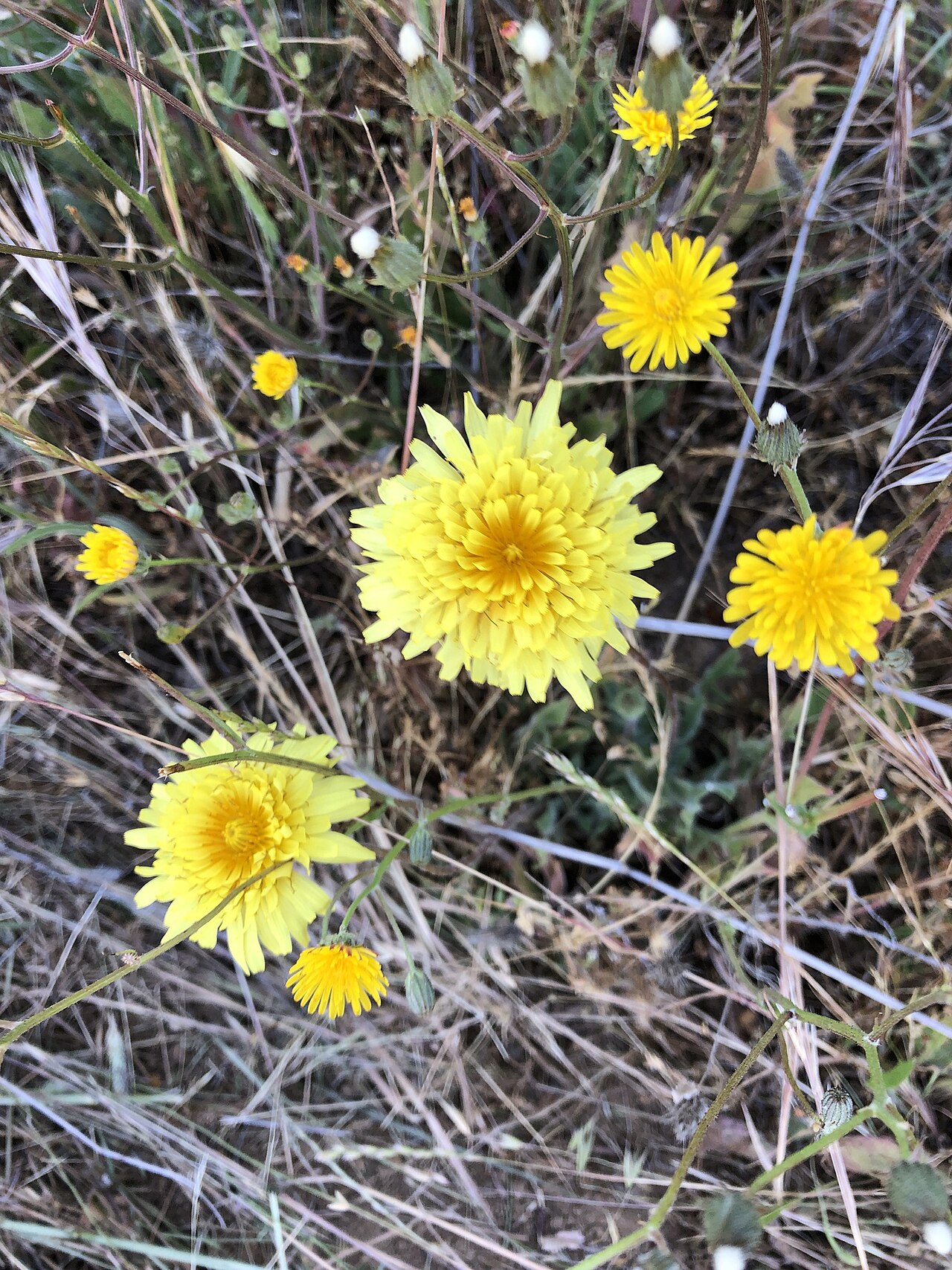 Agoseris hirsuta: Photo of Coast Range Agoseris uploaded from iNaturalist .