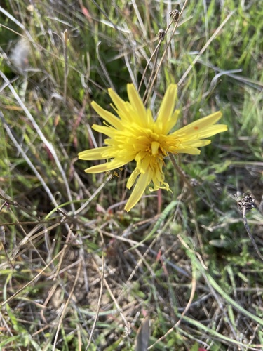 Agoseris hirsuta (Agoseris hirsuta)