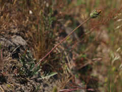Agoseris hirsuta (Agoseris hirsuta)
