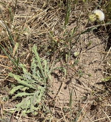 Agoseris hirsuta (Agoseris hirsuta)