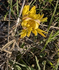 Agoseris hirsuta (Agoseris hirsuta)