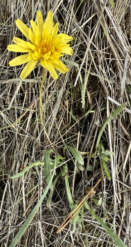 Agoseris hirsuta (Agoseris hirsuta)