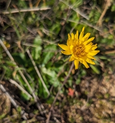Agoseris hirsuta (Agoseris hirsuta)