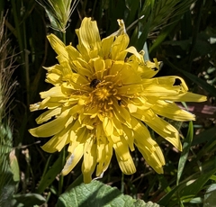 Agoseris hirsuta (Agoseris hirsuta)