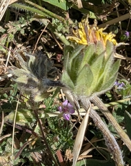 Agoseris hirsuta (Agoseris hirsuta)