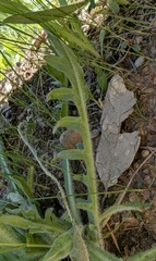 Agoseris hirsuta (Agoseris hirsuta)