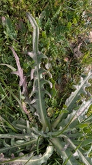 Agoseris hirsuta (Agoseris hirsuta)
