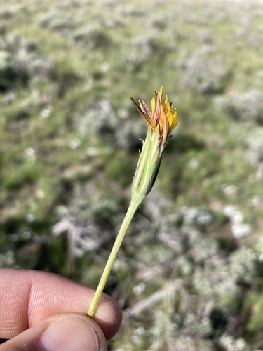 Steppe agoseris (Agoseris parviflora)