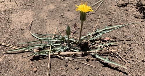 Steppe agoseris (Agoseris parviflora)