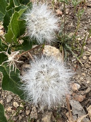Steppe agoseris (Agoseris parviflora)