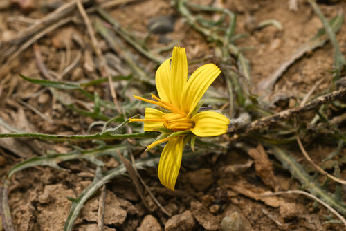 Steppe agoseris (Agoseris parviflora)