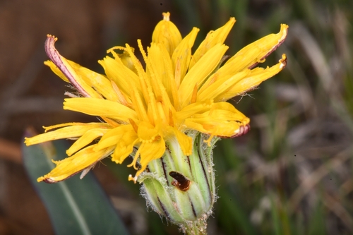 Steppe agoseris (Agoseris parviflora)
